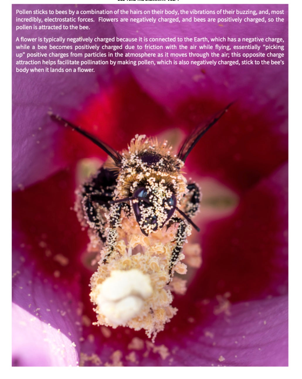 Bee-yond the Ordinary™ Bee & Pollinator Book Bundle | Nature Photography & Conservation