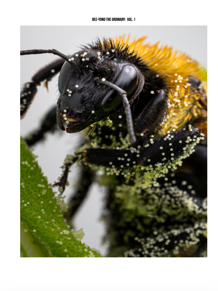 Bee-yond the Ordinary: Vol 1