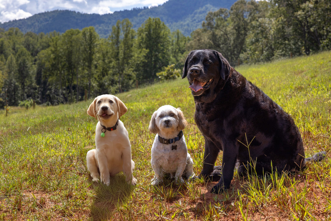 Duke Toby and Maverick on the homestead