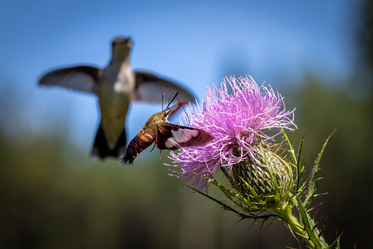 Nature's Wonder