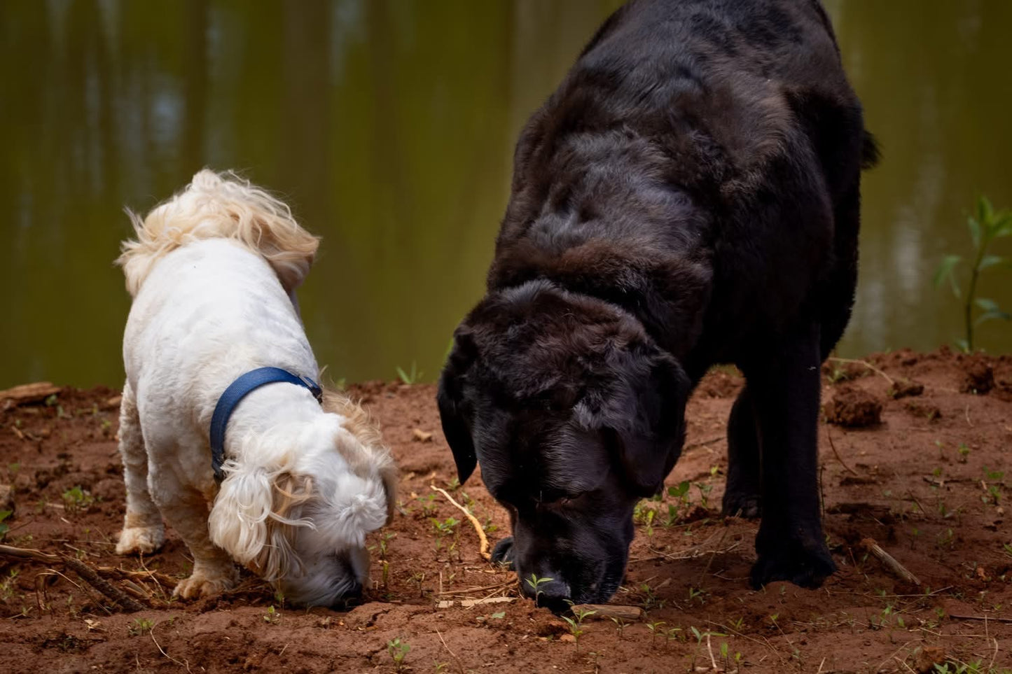 Duke & Toby's Freeze-Dried Pet Treats | Single Ingredient | Made in Virginia