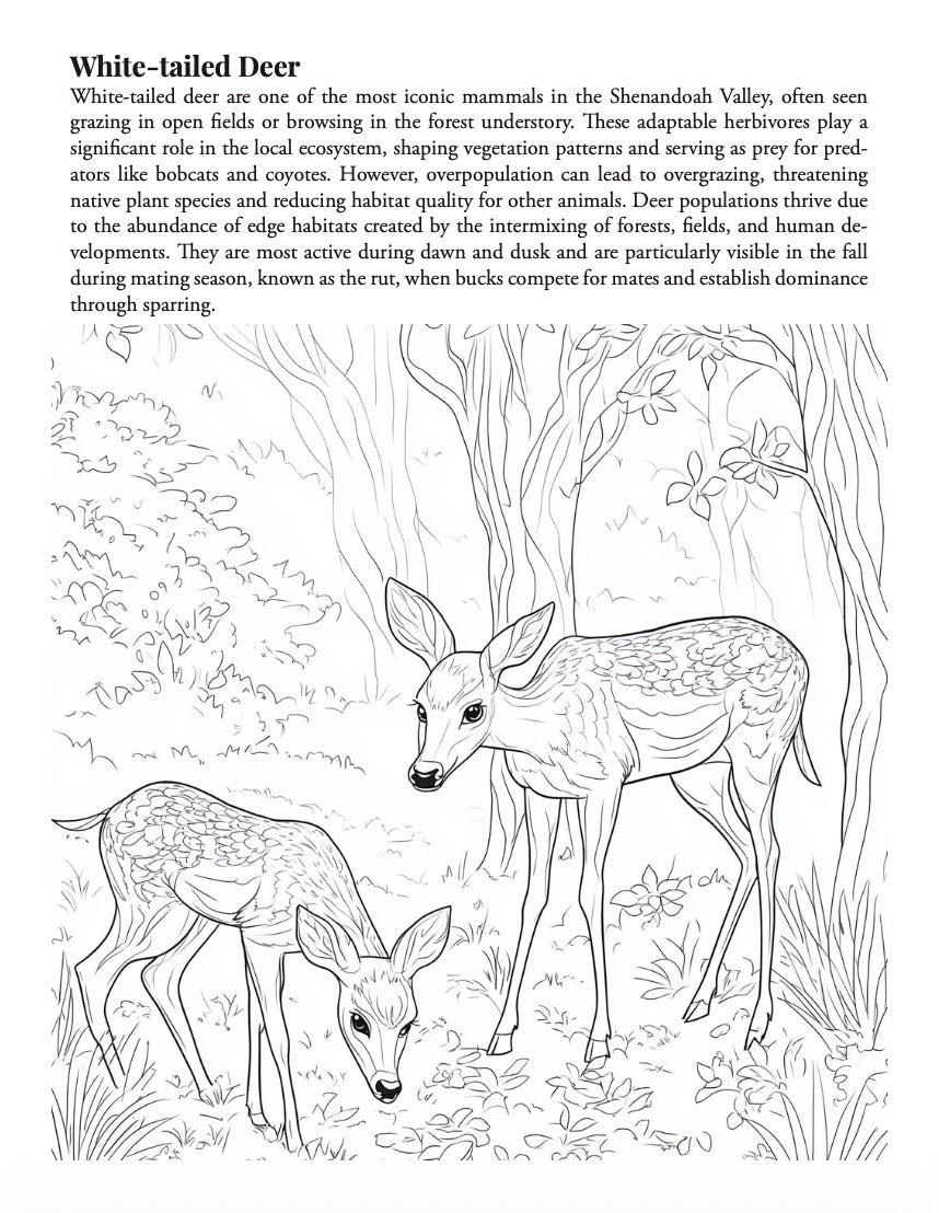 Woodland Creatures of the Shenandoah Valley