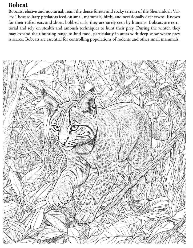 Woodland Creatures of the Shenandoah Valley