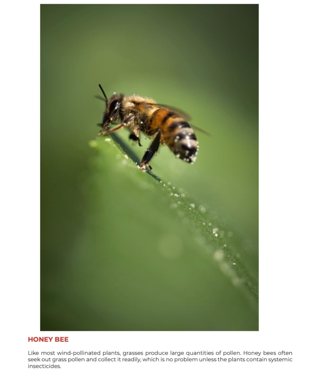 Bee-yond the Ordinary™ Bee & Pollinator Book Bundle | Nature Photography & Conservation