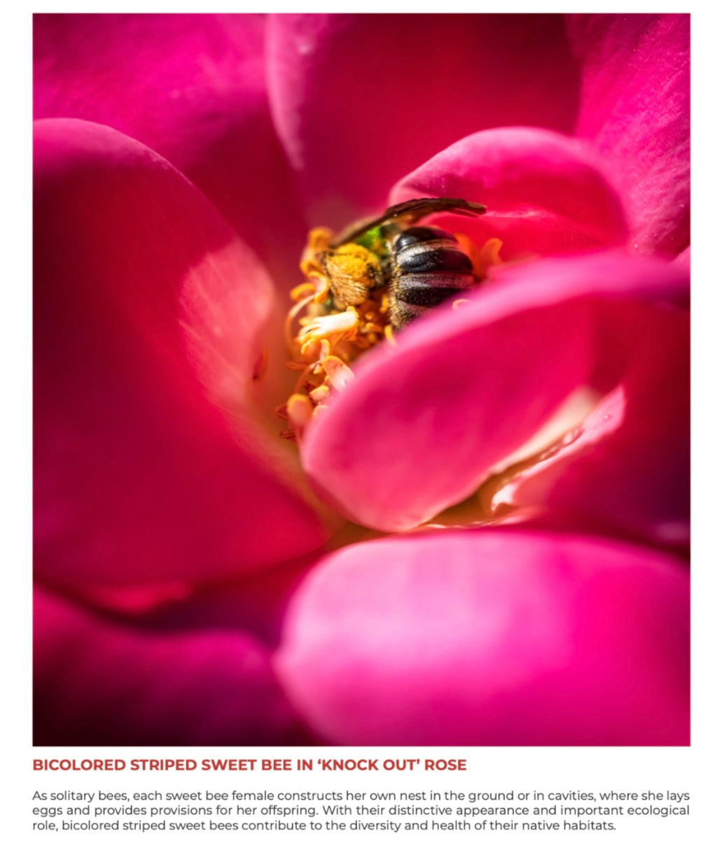 Bee-yond the Ordinary™ Bee & Pollinator Book Bundle | Nature Photography & Conservation