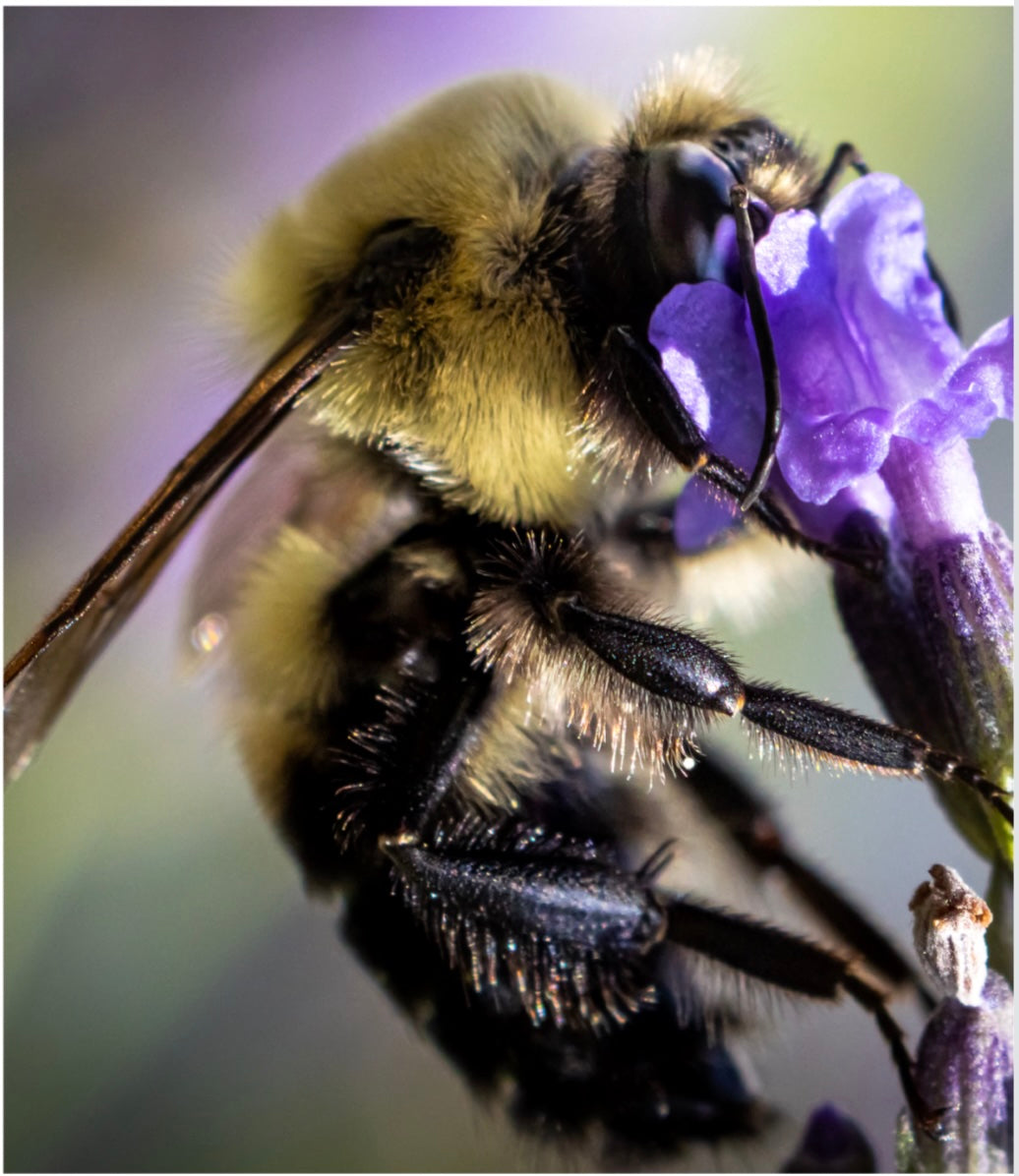 Bee-yond the Ordinary™ Bee & Pollinator Book Bundle | Nature Photography & Conservation