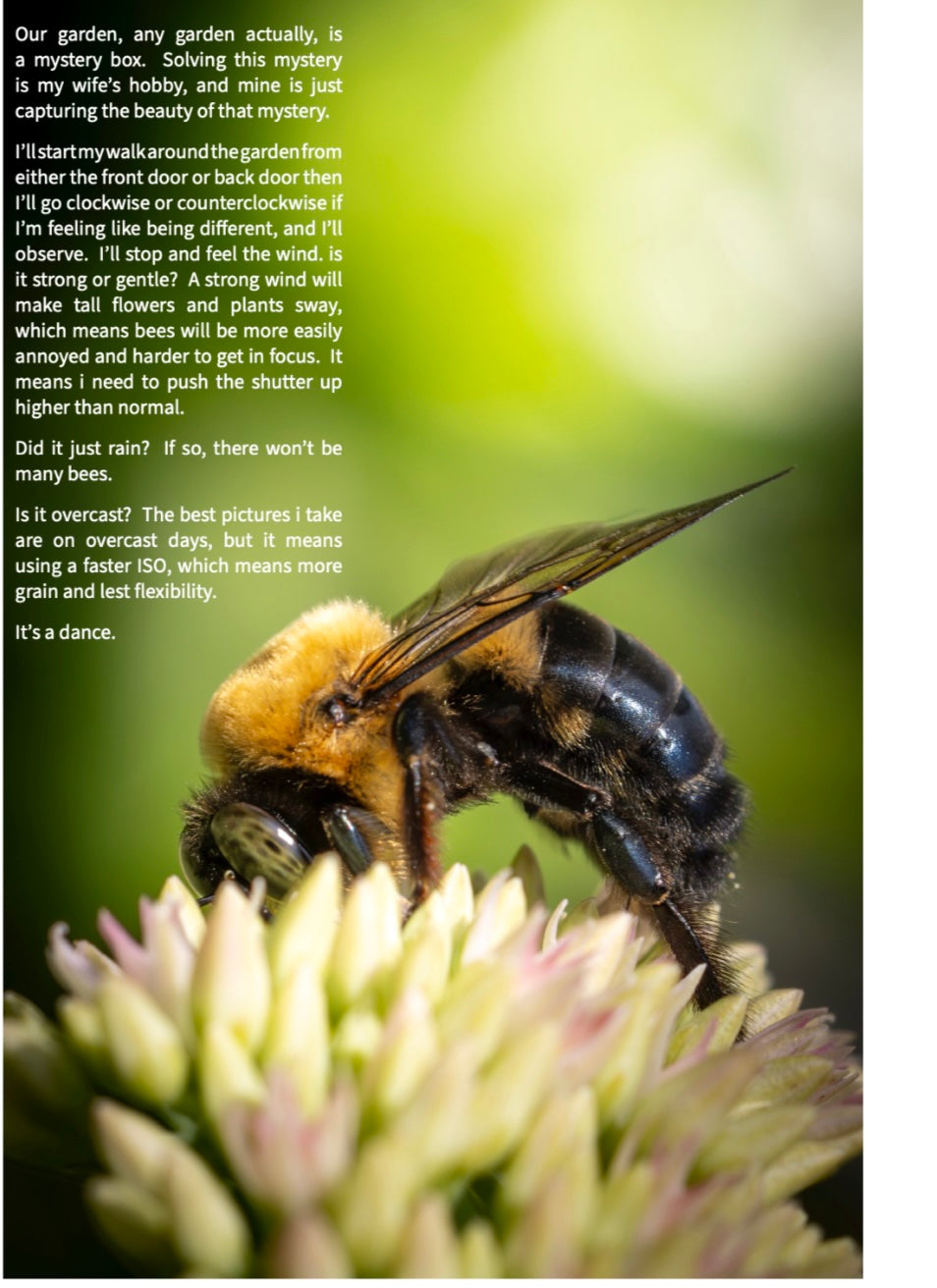 Bee-yond the Ordinary™ Bee & Pollinator Book Bundle | Nature Photography & Conservation