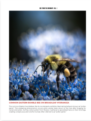Bee-yond the Ordinary:  Vol 1