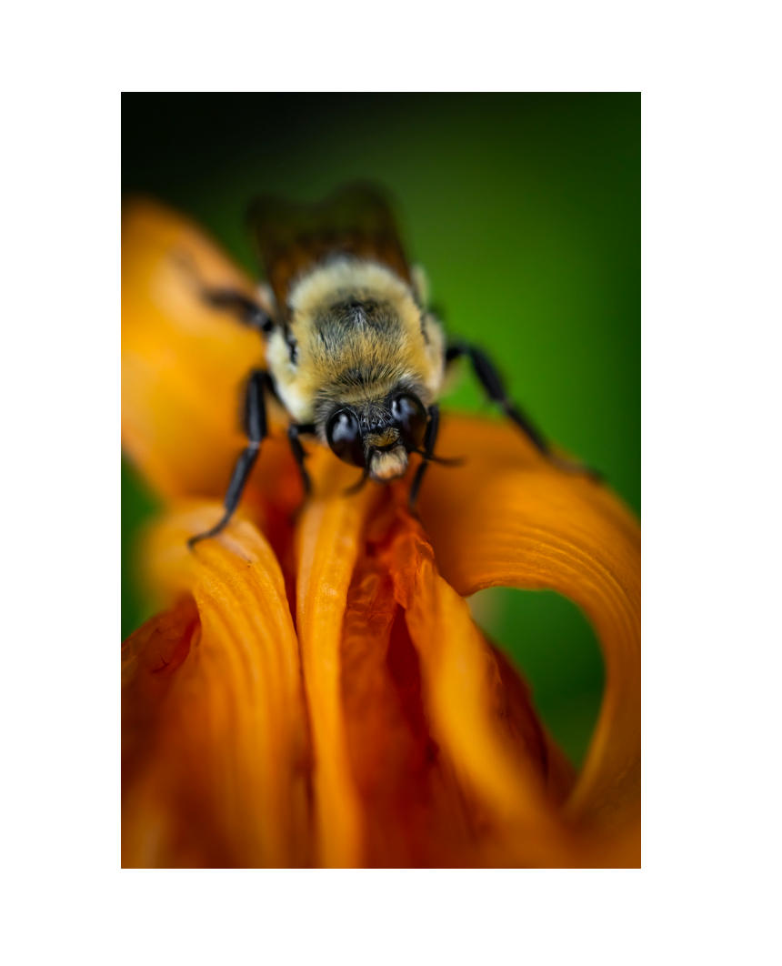 Bee-yond the Ordinary:  Vol 1