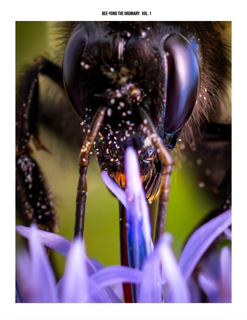 Bee-yond the Ordinary:  Vol 1
