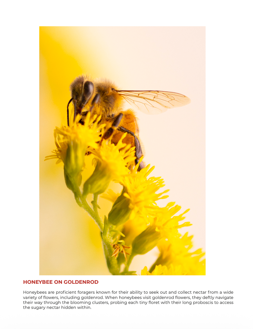 Bee-yond the Ordinary:  Vol 1