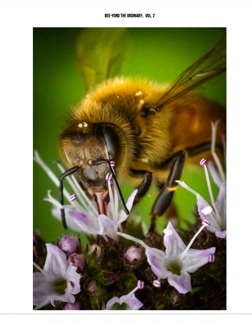Bee-yond the Ordinary:  Vol 2
