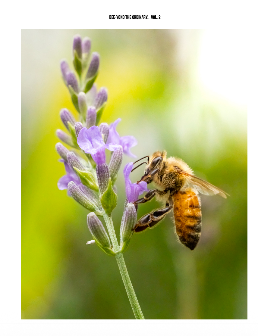 Bee-yond the Ordinary:  Vol 2