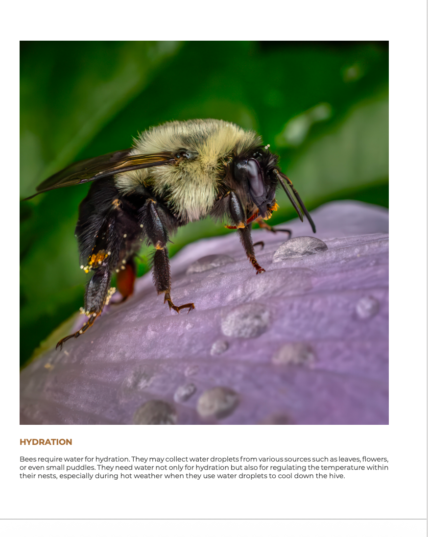Bee-yond the Ordinary:  Vol 2