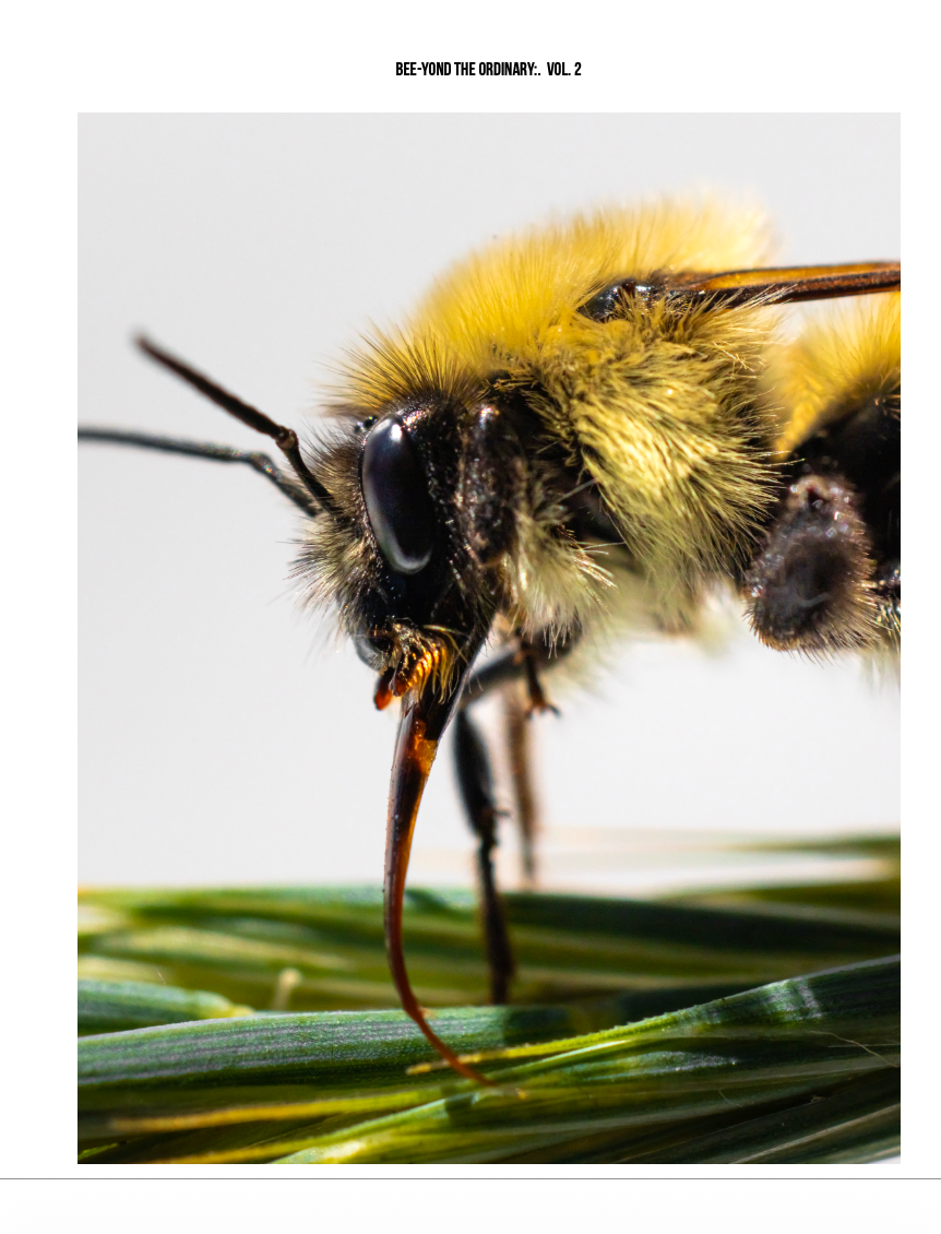 Bee-yond the Ordinary:  Vol 2