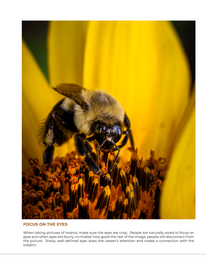 Bee-yond the Ordinary:  Vol 2