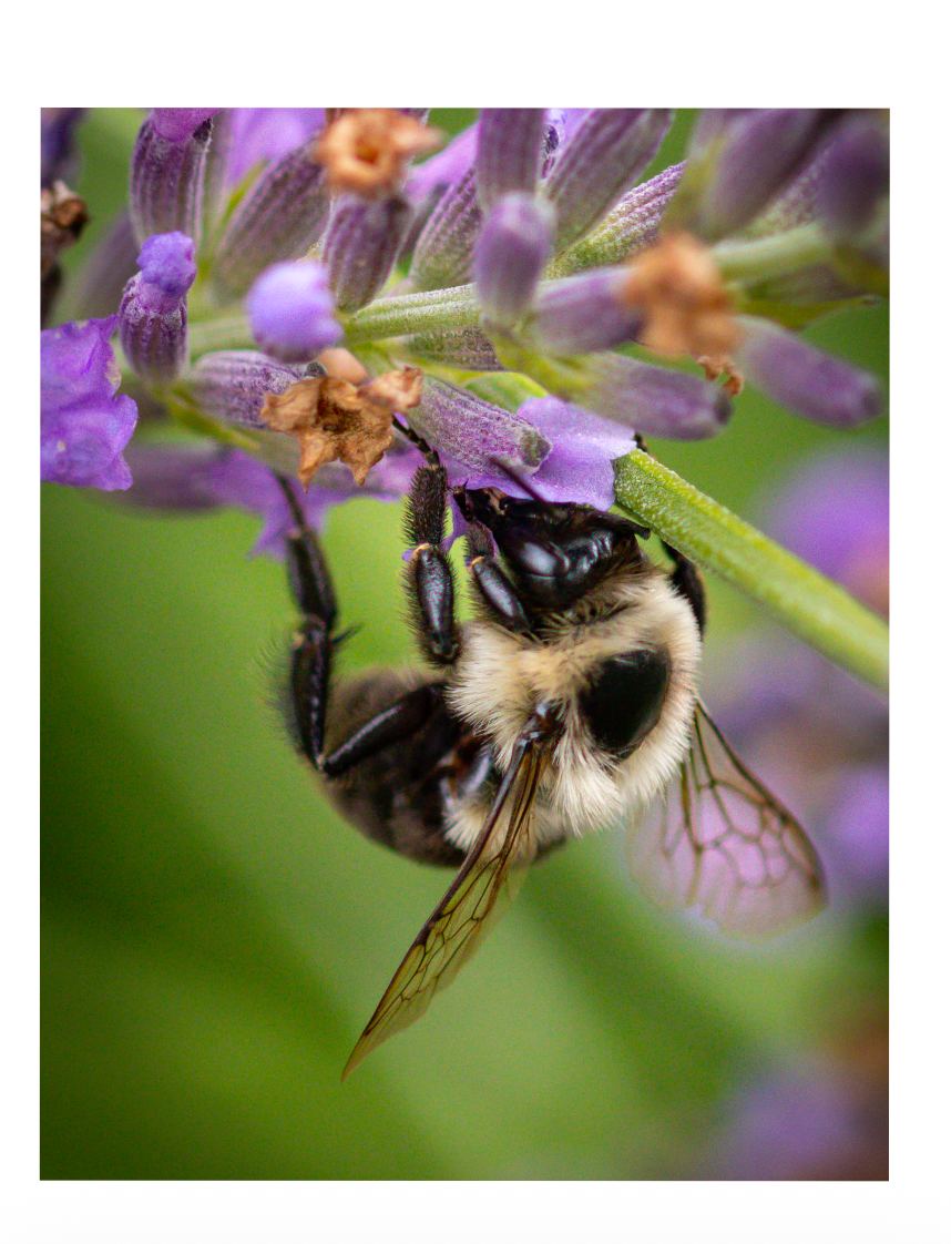 Bee-yond the Ordinary:  Vol 3