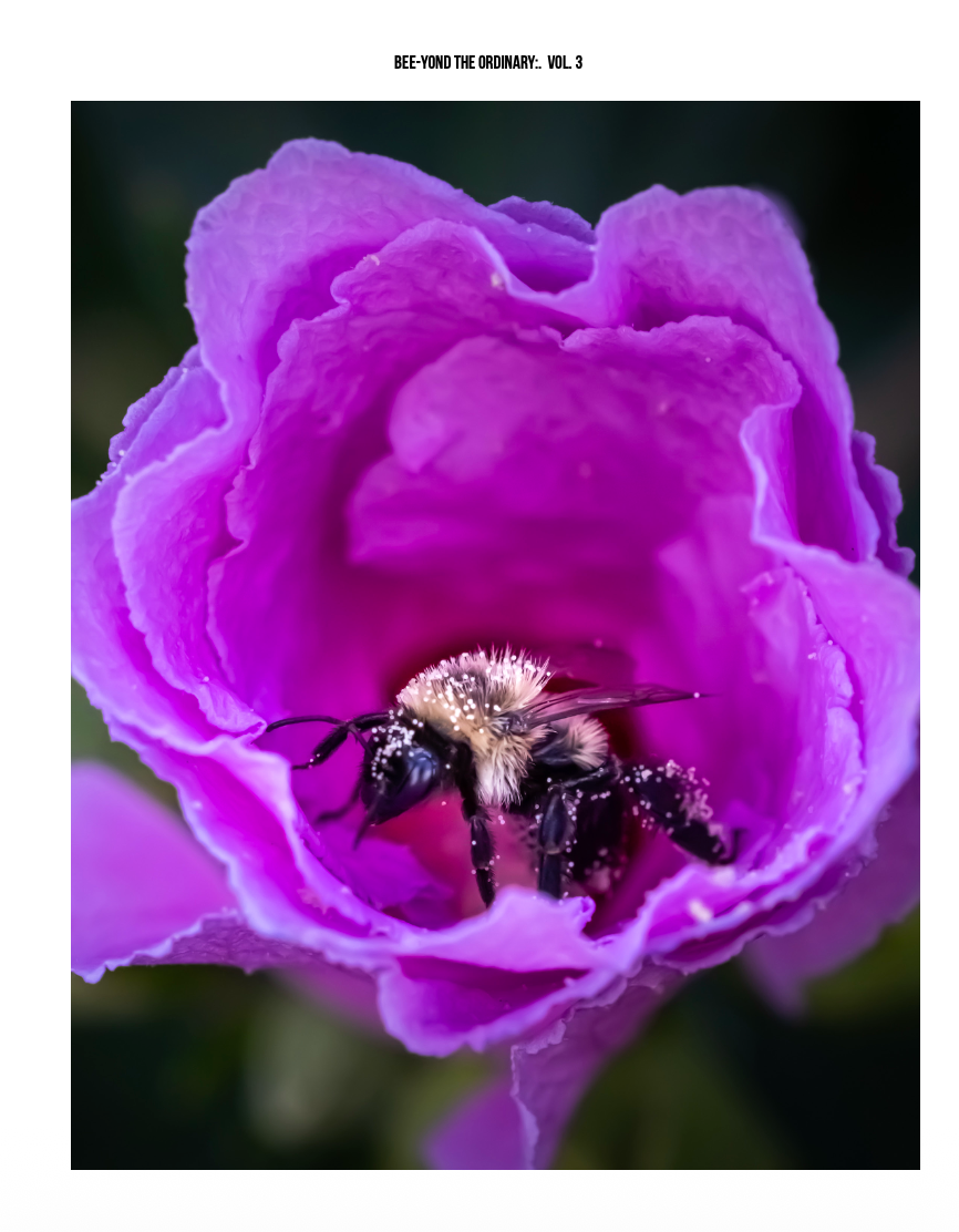 Bee-yond the Ordinary:  Vol 3