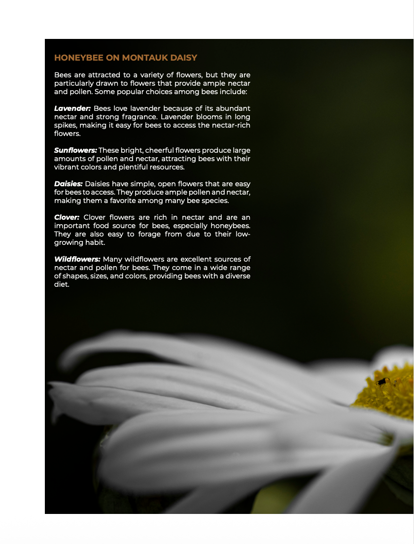 Bee-yond the Ordinary:  Vol 3