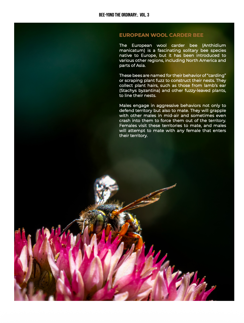 Bee-yond the Ordinary:  Vol 3