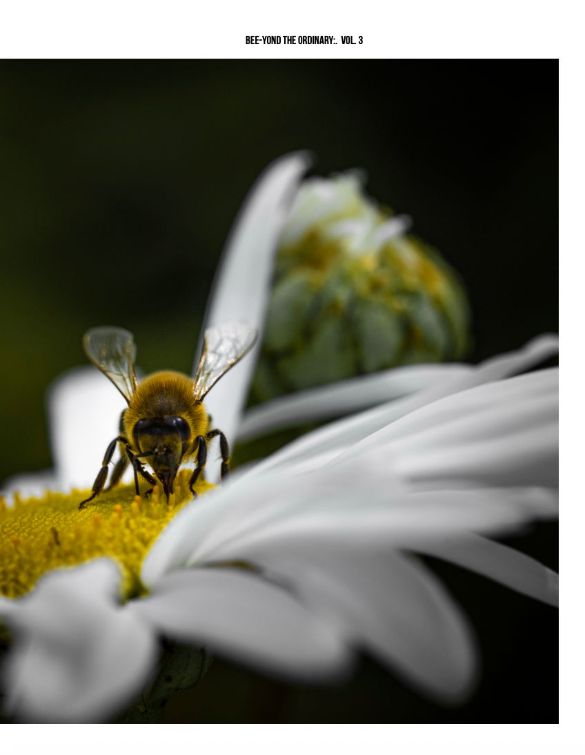 Bee-yond the Ordinary:  Vol 3