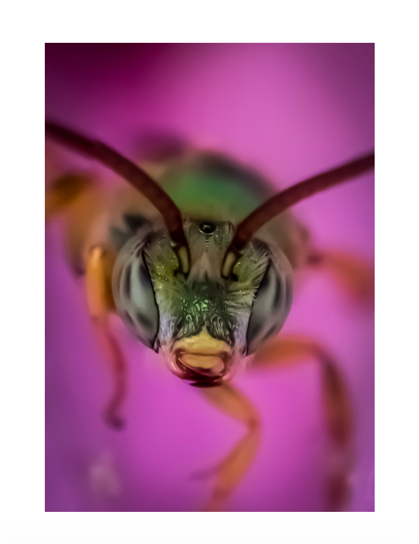 Bee-yond the Ordinary:  Vol 3