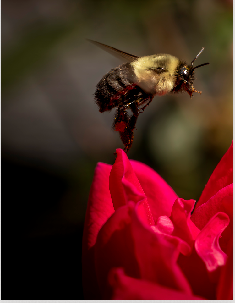 Bee-yond the Ordinary: Vol 4