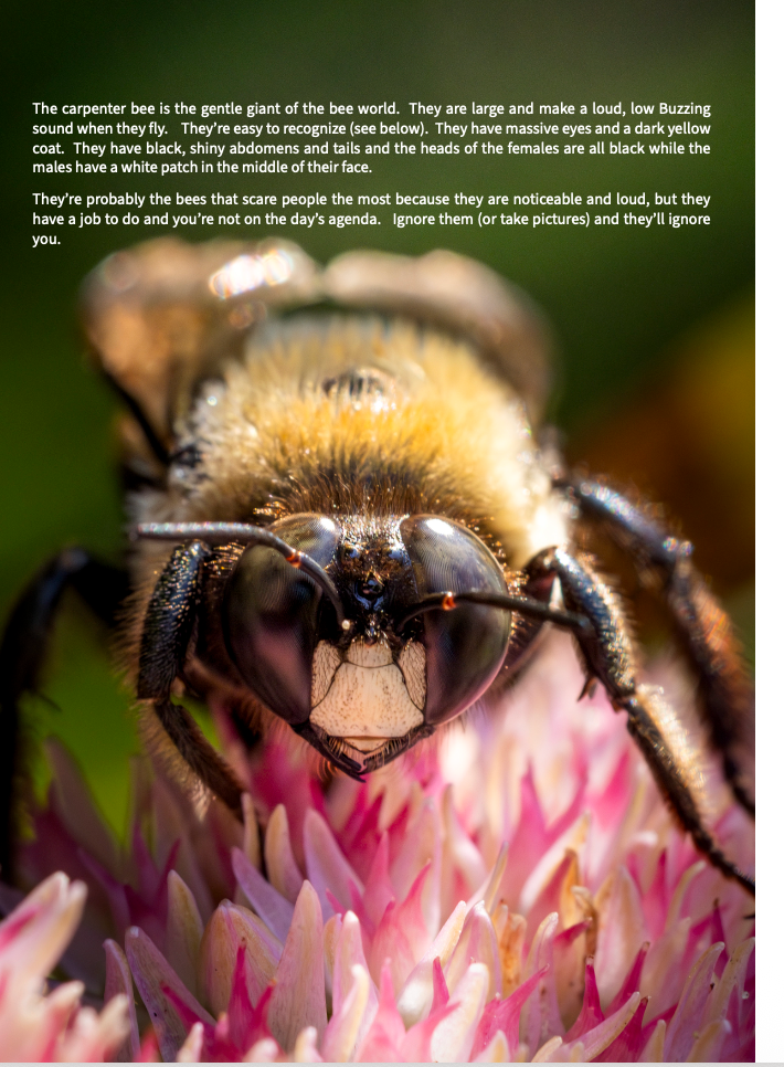 Bee-yond the Ordinary: Vol 4