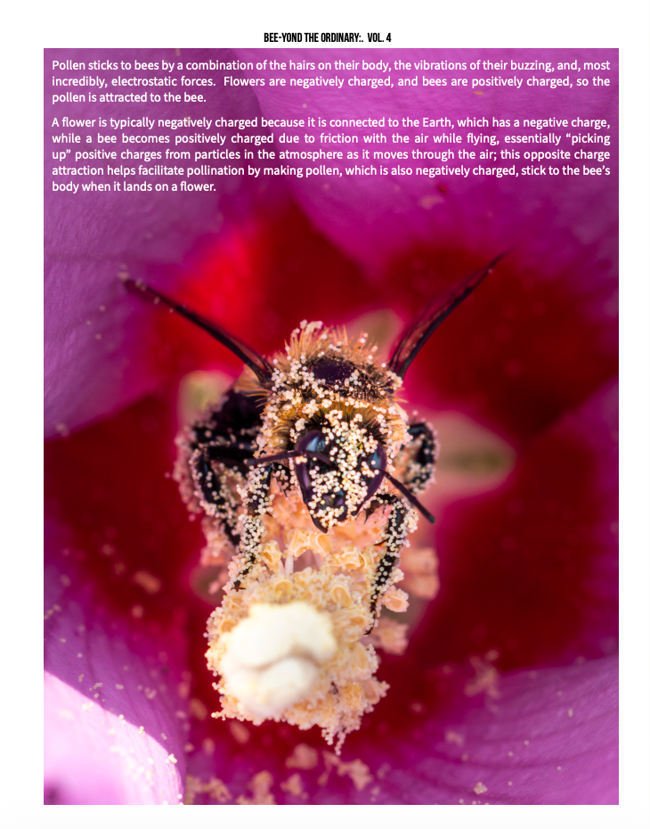 Bee-yond the Ordinary: Vol 4
