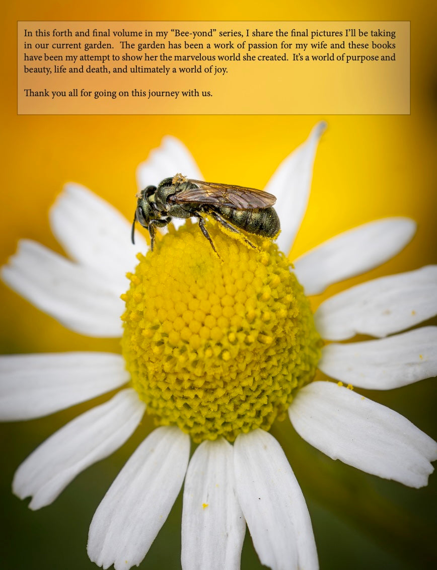 Bee-yond the Ordinary: Volume 4